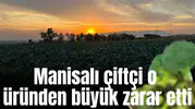 Manisalı çiftçi o üründen büyük zarar etti
