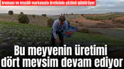 Bu meyvenin üretimi dört mevsim devam ediyor