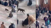 Camiye dalan pitbull cemaate zor anlar yaşattı