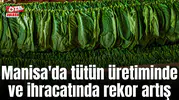 Manisa'da tütün üretiminde rekor artış