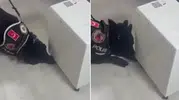 Eve giren polis köpeği soluğu o kutunun yanında aldı