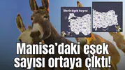 Manisa’daki eşek sayısı ortaya çıktı!