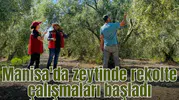 Manisa'da zeytin rekolte tespit çalışması gerçekleştrildi