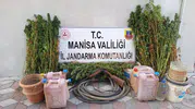 Manisa'da kenevir operasyonu