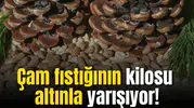 Çam fıstığının kilosu altınla yarışıyor!