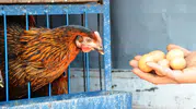 Tavuk yumurtası üretimi azaldı tavuk eti arttı