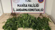 Manisa'da jandarmadan kenevir avı