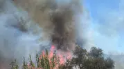 Sazlık alanda çıkan yangın paniğe yol açtı