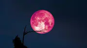Gökyüzü tutkunları bu tarihi bekliyor: 2026 Pembe Dolunay ne zaman, nasıl izlenir?