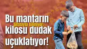Bu mantarın kilosu dudak uçuklatıyor!