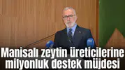 Manisalı zeytin üreticilerine milyonluk destek müjdesi
