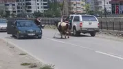 Kurbanlık dana ilçeyi birbirine kattı