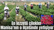 Dünya’nın çilek ihtiyacını Manisa’nın o ilçe karşılıyor