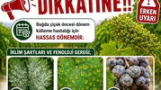 Üzüm üreticilerine ilaçlama uyarısı