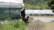 Yeşilırmak Nehri taştı, tarım arazileri sular altında kaldı