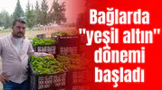 Bağlarda "yeşil altın" dönemi başladı