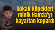 Sokak köpekleri minik Hamza'yı hayattan kopardı
