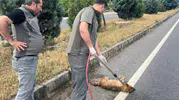 Manisa'da yaralı çakal tedavi altına alındı