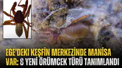 Ege’deki keşfin merkezinde Manisa var: 8 yeni örümcek türü tanımlandı