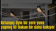 Kırlangıç öyle bir yere yuva yapmış ki: Bakan bir daha bakıyor