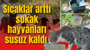 Sıcaklar arttı sokak hayvanları susuz kaldı