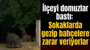 İlçeyi domuzlar bastı: Sokaklarda gezip bahçelere zarar veriyorlar