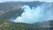 Manisa'da orman yangını