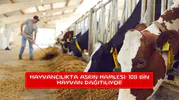 Hayvancılıkta asrın hamlesi: 108 bin hayvan dağıtılıyor