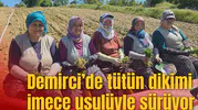 Demirci’de tütün dikimi imece usulüyle sürüyor