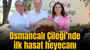 Osmancalı Çileği’nde ilk hasat heyecanı