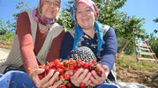 Tadı dillere desten Demirci kirazının hasadı başladı