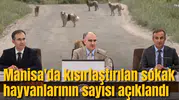 Manisa'da kısırlaştırılan sokak hayvanlarının sayısı açıklandı