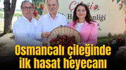 Osmancalı Çileği’nde ilk hasat heyecanı