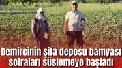 Demircinin şifa deposu bamyası sofraları süslemeye başladı