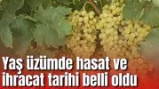 Yaş üzümde hasat ve ihracat tarihi belli oldu