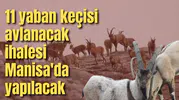 11 yaban keçisi avlanacak ihalesi Manisa'da yapılacak