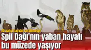 Spil Dağı'nın yaban hayatı bu müzede yaşıyor