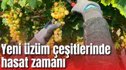 Yeni üzüm çeşitlerinde hasat zamanı