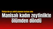 Manisalı kadın zeytinlikte ölümden döndü: Türkiye'nin en zehirli yılanı ısırdı!