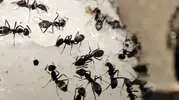 Evdeki böcek sorununa doğal çözüm! Birkaç damlası karınca ve sinekleri uzaklaştırıyor
