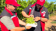 Tarım İl Müdürlüğünden rekolte çalışması