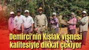 Manisa’nın Kışlak köyünde 500 ton vişne üretimi yapılıyor