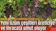 Yeni üzüm çeşitleri üreticiye ve ihracata umut oluyor