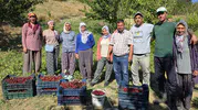 Manisa’nın en lezzetli kirazı bu yaylalarda yetişiyor
