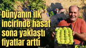 Dünyanın ilk incirinde hasat sona yaklaştı fiyatlar arttı