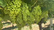 Bağlardaki iri salkımlar yeni sezonun umudu oldu
