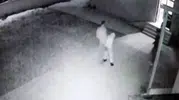 Cami avlusunda uygunsuz davranış uyarısı saldırıyla bitti
