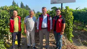 Yeni üzüm çeşitlerinde hasat zamanı