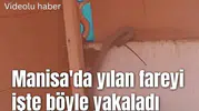 Manisa'da yılan fareyi işte böyle yakaladı