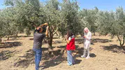 Manisa'da zeytin sineğine karşı önlem
